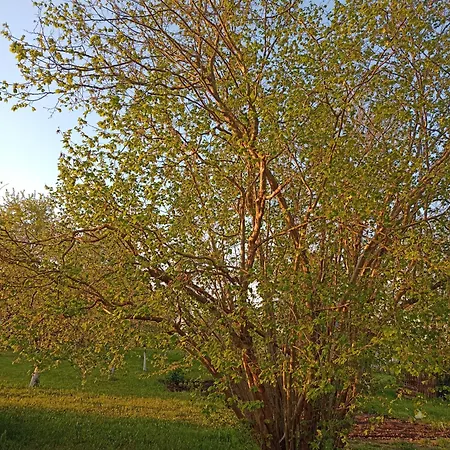 Dom W Jesionach Brajniki - Dzialka 1 Hektar 度假居