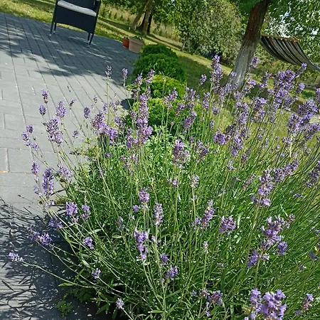 度假居 Dom W Jesionach Brajniki - Dzialka 1 Hektar Jedwabno