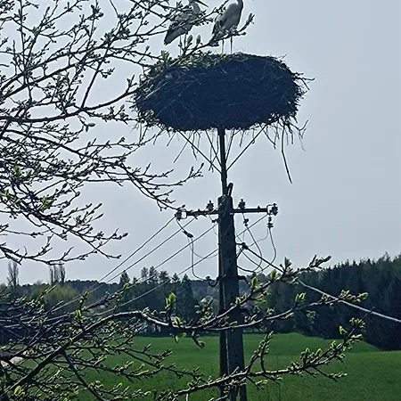 Dom W Jesionach Brajniki - Dzialka 1 Hektar Semesterbostad Jedwabno