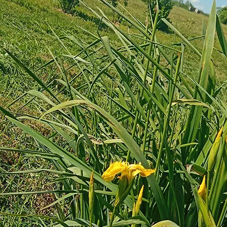Dom W Jesionach Brajniki - Działka 1 Hektar Jedwabno