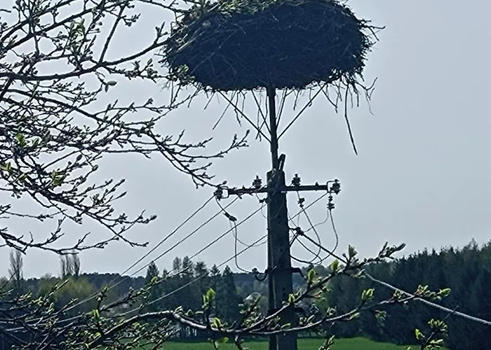 Dom W Jesionach Brajniki - Dzialka 1 Hektar 別荘 Jedwabno